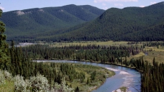Scientists study seismic line restoration in Alberta foothills to save caribou