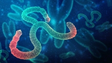 Ebola: How it spreads, the treatments available and why this outbreak is so devastating