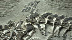 Ancient kitten-sized predator found!