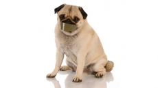 Animal advocates see silver lining as result of horrific abuse case