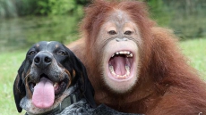 Reading animal emotions key to their better welfare