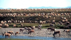 Arctic animals showing climate adaptation