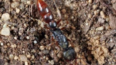 Can tiny ants save us from global warming?