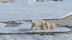Antarctic ice began melting earlier than thought
