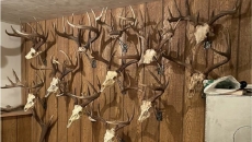 Theft involving 14 deer antlers