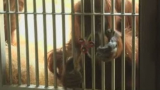WATCH: At Austrian Zoo, Orangutan Takes Fancy To A Fidget Spinner