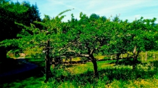 Backyard Mini Orchards: Smaller Apple Trees A Popular Option