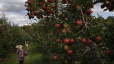 B.C. risks 'carpet' of rotting apples without help after co-op's closure: growers