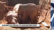 WATCH: Elephant Calf Refuses To Part With Mother’s Dead Body In Assam
