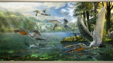 Pterosaur Resembling 'Avatar' Creature Ikran Unearthed In China