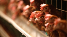 Canada expands poultry bans involving four U.S. states as avian flu spreads