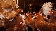 Canada Expands Poultry Restrictions As Avian Flu Spreads To More U.S. States