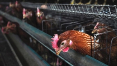 Avian Flu Reported On Two Farms In Abbotsford And Chilliwack, Thousands Of Birds Dead