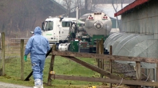 British Columbia Farms Declared Free Of Avian Flu After A Three-Month Surveillance