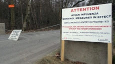 Avian Influenza Hits Another Backyard Coop In B.C.: Industry Group