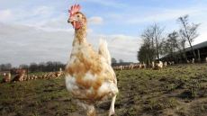 B.C. Poultry Infected With Avian Flu Virus Never Before Seen In North America