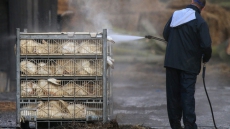 Avian Flu Detected At Two More Farms In B.C. As Outbreak Continues To Spread
