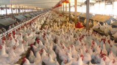 B.C. Aavian Flu Outbreak Has Been Contained