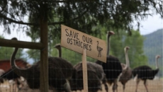 Supporters rally around B.C. ostrich farm after appeal court upholds cull order