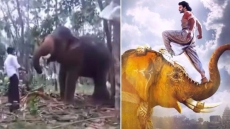 Baahubali Stunt: Fan Tries To Imitate Prabhas, Gets Flung By Elephant - Watch