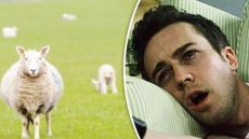 Baa Baa Land Trailer: 'Most BORING Movie Ever' – 8 Hours Of Sheep In Slow-Motion WATCH