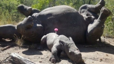Baby Rhino Tries To Wake Its Dead Mother Killed By Poachers. Watch Heartbreaking Video