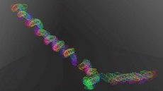 Bacteria use their entire body to swim