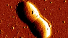 Bacteria can help find alien life