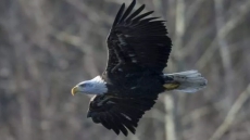 Blankets, Not Hoses, Help Some B.C. Firefighters Make Unusual Rescue