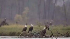 Hockey Stick Assist Credited For Helping Save Bald Eagle Near Revelstoke, B.C.