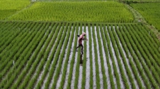 Punjab wants farmers to grow Basmati