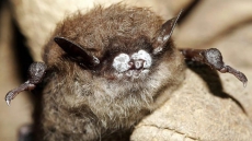 White-nose syndrome threatening bats in Eastern Canada, moving west: experts