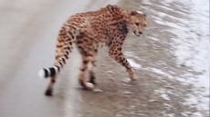 Missing Cheetah In B.C.'s Interior Still On The Lam, Calgary Zoo Offers To Help