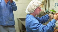 Mosquito Species Capable Of Transmitting Dangerous Viruses Found In B.C.