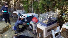Homes, Not Butcher, In Store For 50 B.C. Rabbits After SPCA Seizure