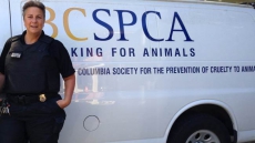 Broken Limbs, Missing Eyes Among Injuries Found In Dogs Seized From B.C. Breeder