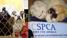 SPCA Seizes 29 Dogs In Poor Condition From Breeder In Squamish, B.C.