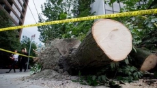 B.C. Woman Killed On Vancouver Island After Being Pinned By Falling Tree
