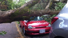 Recent Storm 'Most Damaging' In BC Hydro History But Response To Improve: Report