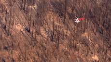 B.C. Wildfires Could Leave Bears Hungry As Berries And Grasses Charred: Expert