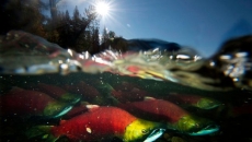 B.C., federal governments announce $106.5 million investment for new fisheries fund