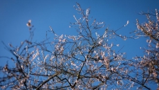 B.C.'s balmy January brings out blossoms, but a cold snap could put plants in peril