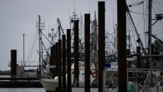 B.C's charity herring sale is back on. But hundreds of sea lions feasted first