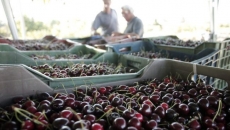 B.C. tree fruit grower co-operative shuts down after 88 years, citing low volume