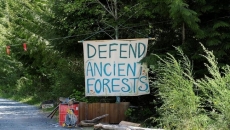 B.C. forest company seeks extension of injunction