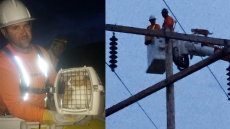 Pet Owners More Focused On Pooch'S Comfort Than Power Savings Says BC Hydro