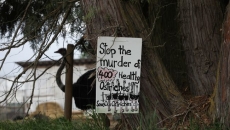 B.C. ostrich farm loses court bid to prevent avian flu cull