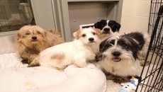 119 dogs surrendered from northern B.C. property