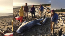 Another Rare Animal Washes Up On A Cold B.C. Beach