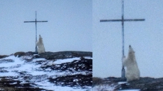 Photographer Stunned By Polar Bear In 'Prayer' In Front Of Cross
